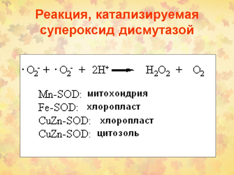 Реакция, катализируемая супероксид дисмутазой